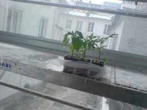 Potager - Tomates ardéchoises à Paris